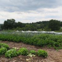 Jardin du Mont Pointu
