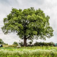 Jardin du Mont Pointu