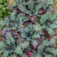 Jardin du Mont Pointu