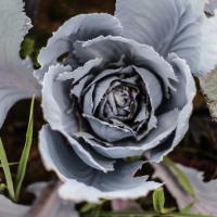 Jardin du Mont Pointu