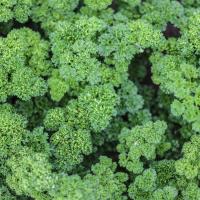 Jardin du Mont Pointu