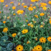 Jardin du Mont Pointu