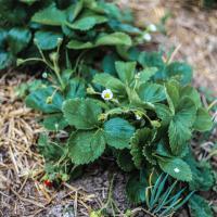 Jardin du Mont Pointu