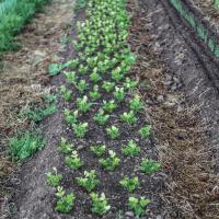 Jardin du Mont Pointu