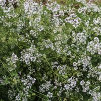 Jardin du Mont Pointu