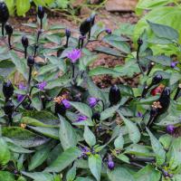 Jardin du Mont Pointu