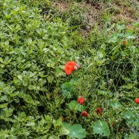 Jardin du Mont Pointu