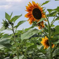 Jardin du Mont Pointu